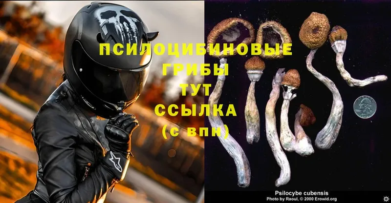 Галлюциногенные грибы Psilocybe  магазин  наркотиков  Оренбург 